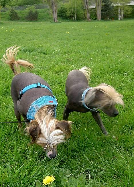 Blanding af racer Carlo - carlo og conrad billede 2