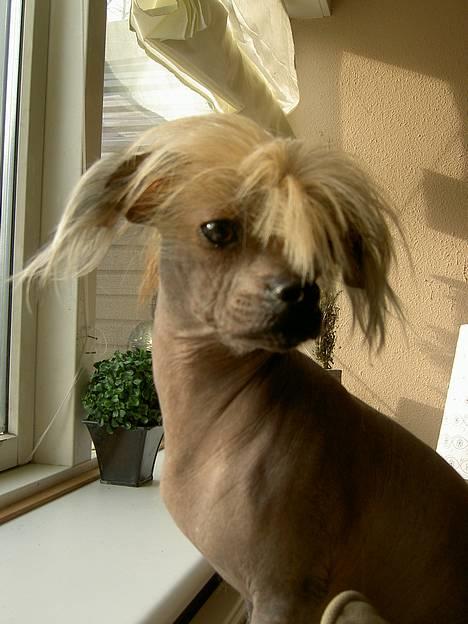 Blanding af racer Carlo - carlo  feb 07 billede 3