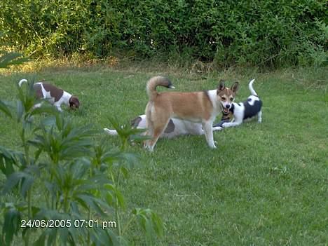 Norsk lundehund Frey - Frey leger med hvalpe billede 1