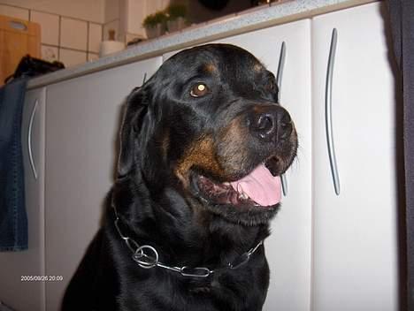 Rottweiler Gizmo ( Død d. 27/12-06 ) billede 2
