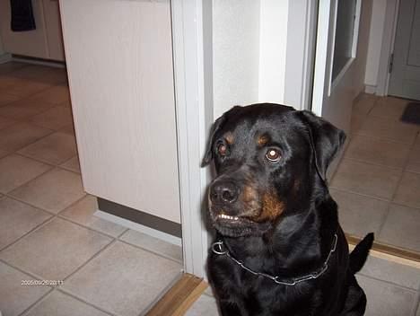 Rottweiler Gizmo ( Død d. 27/12-06 ) - Hehe hvad sker der for munden Gizmo :D billede 3