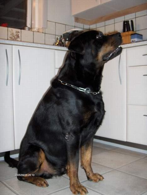 Rottweiler Gizmo ( Død d. 27/12-06 ) billede 4
