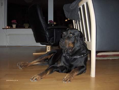 Rottweiler Gizmo ( Død d. 27/12-06 ) billede 5