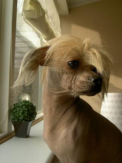 Blanding af racer Carlo - carlo og cocio billede 4