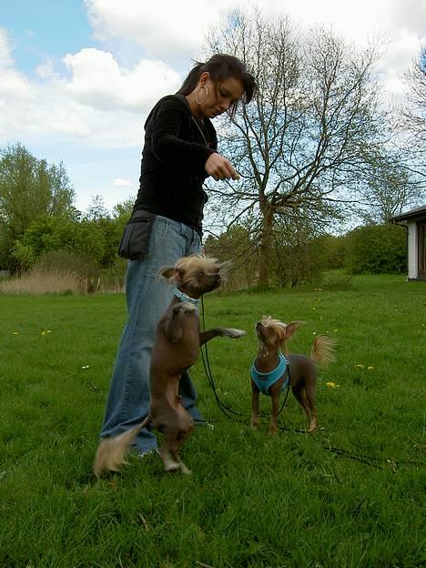 Blanding af racer Carlo - carlo danser billede 5