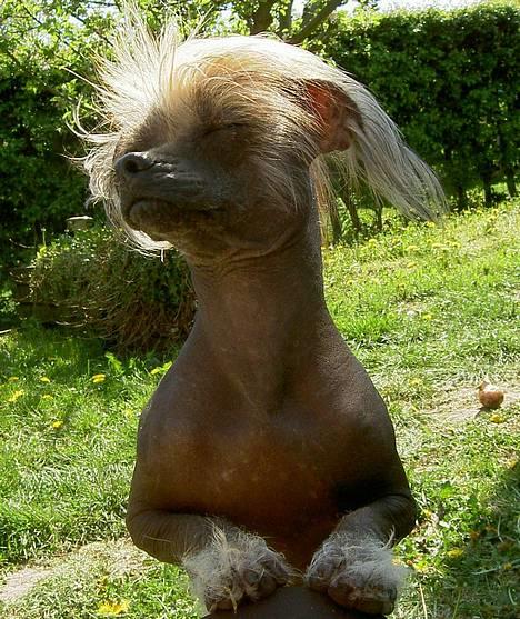 Blanding af racer Carlo - carlo billede 6