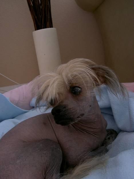 Blanding af racer Carlo billede 7