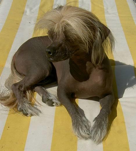 Blanding af racer Carlo - carlo nyder solen billede 8