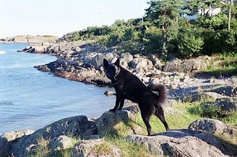 Norsk buhund Anti - "Sådan ser Norge altså ud." billede 13