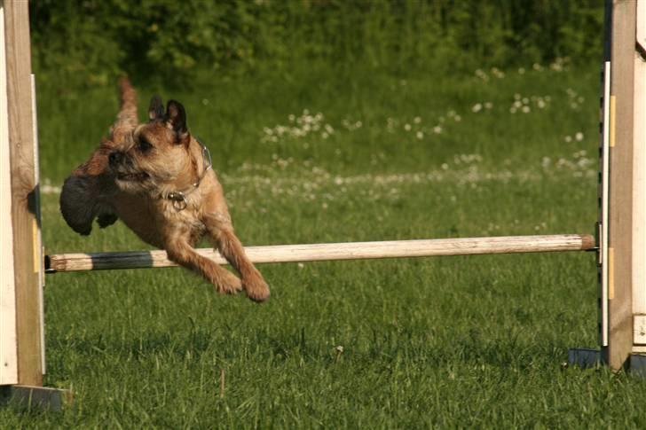Border terrier DKAGCH, SP3  "Milou" - Og så i profil "in tha hood".. billede 15