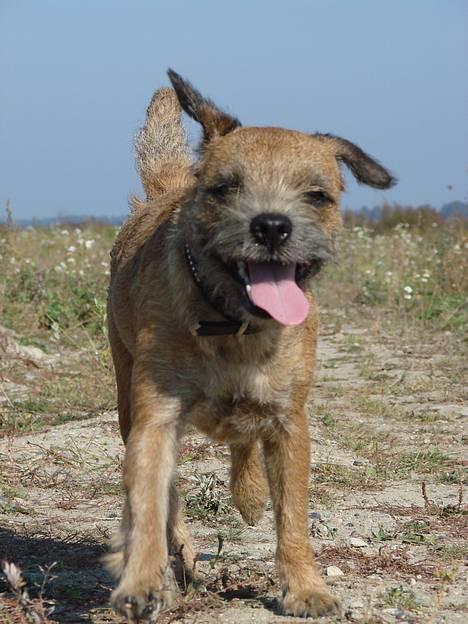 Border terrier DKAGCH, SP3  "Milou" - Ude og løbe frit ved vandet - dejligt!! billede 16