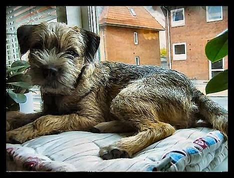 Border terrier DKAGCH, SP3  "Milou" - Ligger ofte i vindues karmen og holder øje med det hele.. billede 17