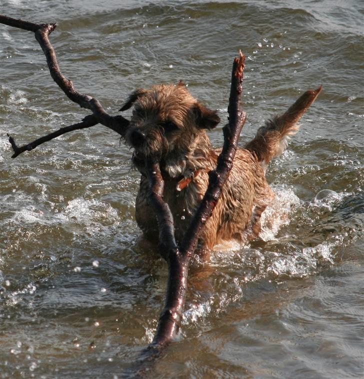 Border terrier DKAGCH, SP3  "Milou" - Den pind passer perfekt i størrelsen... billede 18