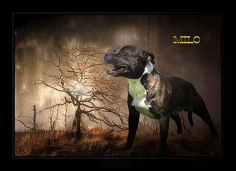 Staffordshire bull terrier roxystaff Milo billede 15