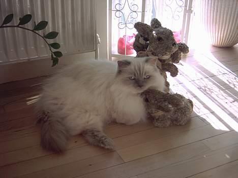 Amerikansk cocker spaniel Galaksi Rocket Man - Tulle som var Busters bedste ven... billede 17