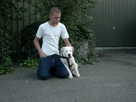 Amerikansk bulldog *Tjako* billede 3