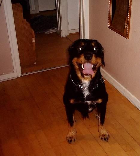 Blanding af racer Tacco (RIP 23-04-12) :(  - Tacco - 1 år og 5 mdr gammel billede 4