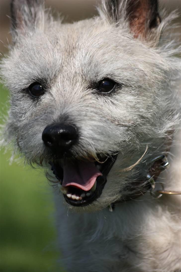 Cairn terrier Hannibal *3.2.98 - 14.10.11* - Halløj... Her kommer jeg.  billede 1