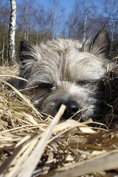 Cairn terrier Hannibal *3.2.98 - 14.10.11* - Snooooooooooooooork, det er hårdt at være eftertragtet model ;o) billede 2