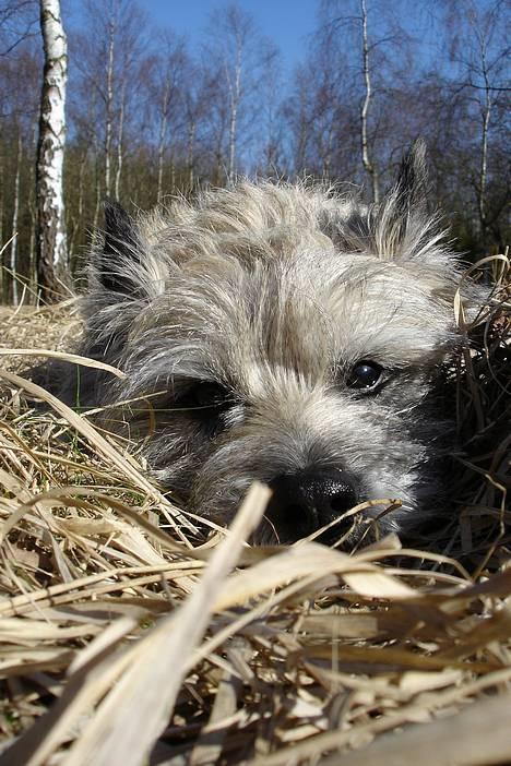 Cairn terrier Hannibal *3.2.98 - 14.10.11* - Tjekker lige, om hun snart er færdig... billede 3