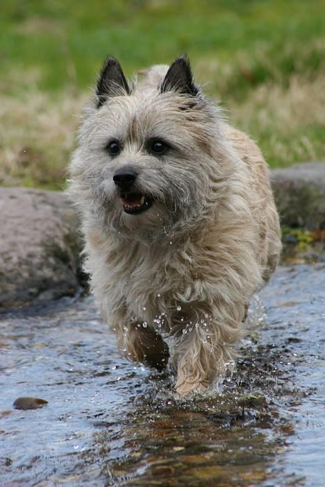 Cairn terrier Hannibal *3.2.98 - 14.10.11* - Huhej, hvor det går :o) billede 4