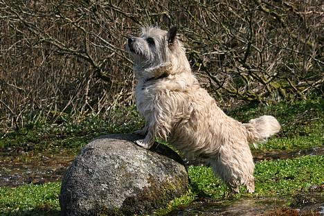 Cairn terrier Hannibal *3.2.98 - 14.10.11* - Lækker, lækker, lækker ;o) billede 5