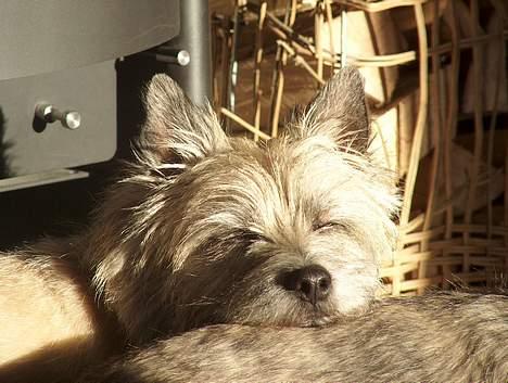 Cairn terrier Hannibal *3.2.98 - 14.10.11* - "Storebror" Jack er en god puttepude:o) billede 6