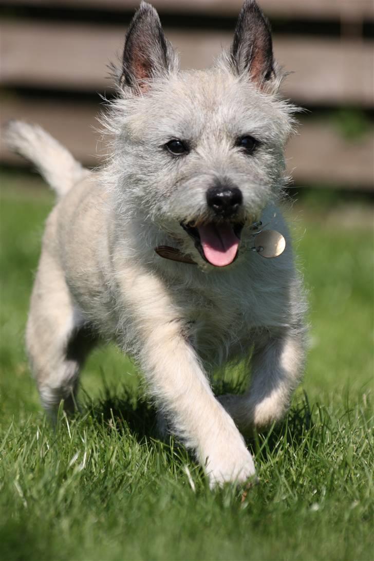 Cairn terrier Hannibal *3.2.98 - 14.10.11* - Jubiii, mor har guffer til mig... billede 7