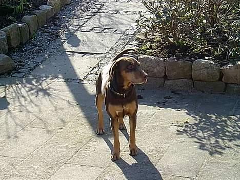 Blanding af racer Monty *død* - monty på terrassen billede 2