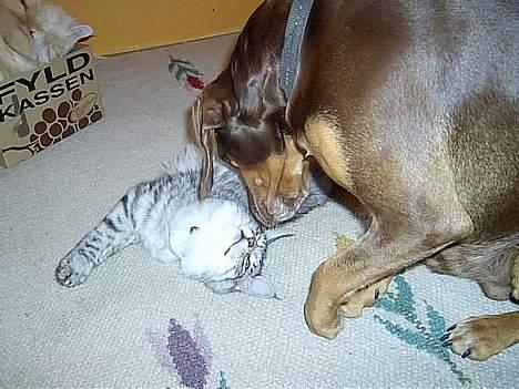 Blanding af racer Monty *død* - Nuseri billede 3