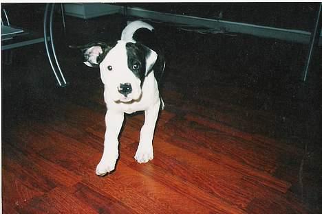 Amerikansk staffordshire terrier chica - chica som hvalp billede 7