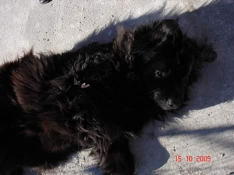 Newfoundlænder BASILLE (RIP) billede 11