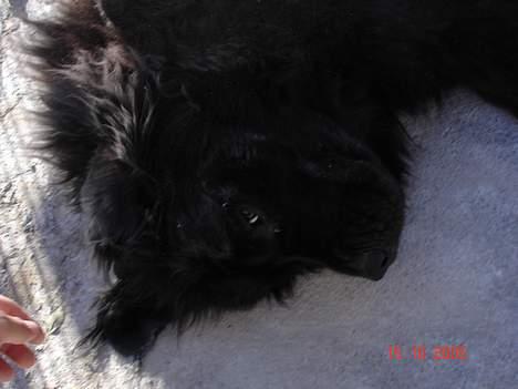 Newfoundlænder BASILLE (RIP) billede 12