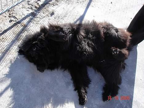 Newfoundlænder BASILLE (RIP) billede 13