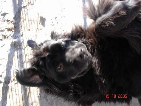 Newfoundlænder BASILLE (RIP) billede 14