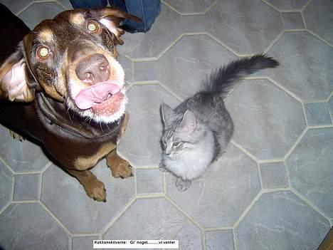 Blanding af racer Monty *død* - Tja....sådan ser det ud når der er ved at være mad! billede 4