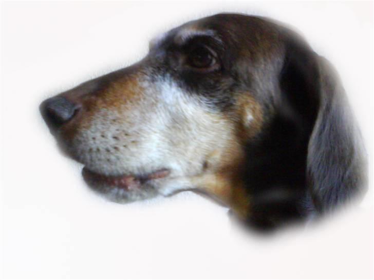 Blanding af racer Monty *død* -  dejlige hund! billede 5