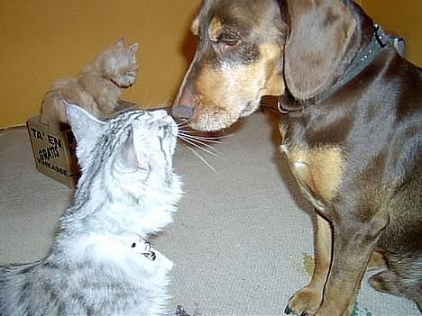 Blanding af racer Monty *død* - mere "nusseri" sødt ikke? billede 6