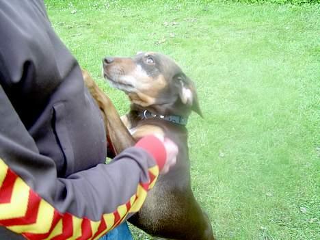 Blanding af racer Monty *død* -  Besøg!  billede 7