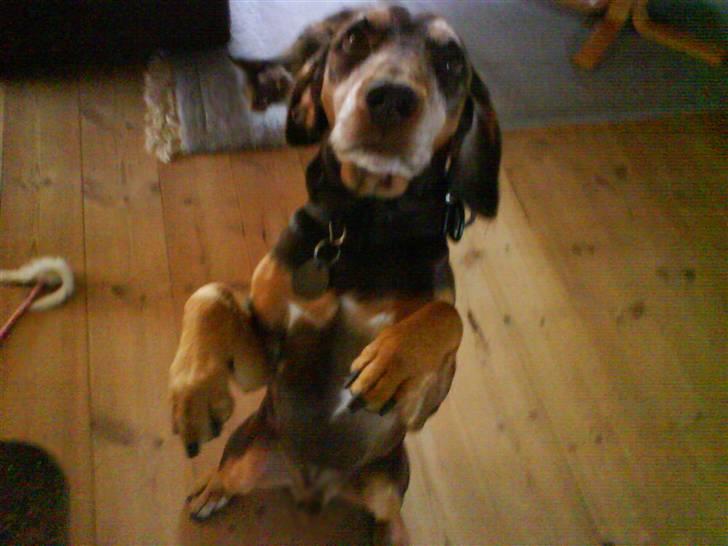 Blanding af racer Monty *død* - be om! billede 8