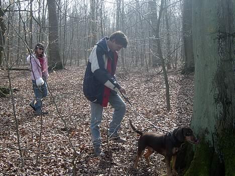 Blanding af racer Monty *død* - Gå tur i skoven. Monty elsker det! billede 9