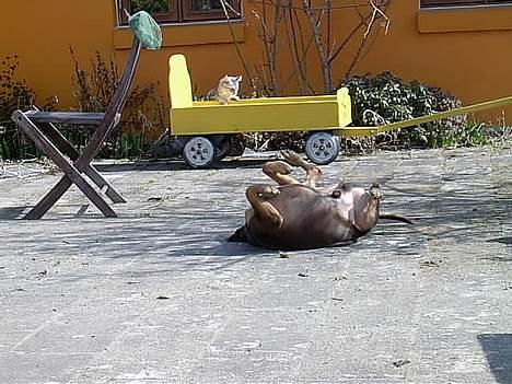 Blanding af racer Monty *død* - Rulning på terrassen Dejligt billede 10