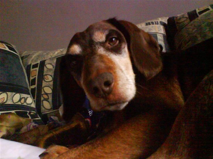 Blanding af racer Monty *død* - eeeej! jeg sover altså! billede 11