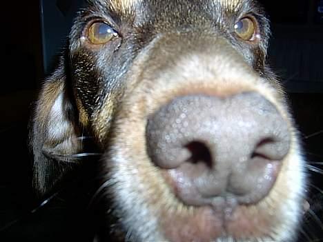 Blanding af racer Monty *død* - "Altså.....hvad er det du peger over mod mig?" billede 12