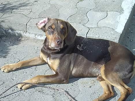 Blanding af racer Monty *død* - Hygge på terrassen billede 13