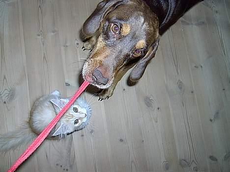 Blanding af racer Monty *død* - Han er vild med snore billede 14