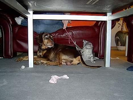 Blanding af racer Monty *død* - "nu sætter du ikke klørne i mig vel mysse?" billede 15