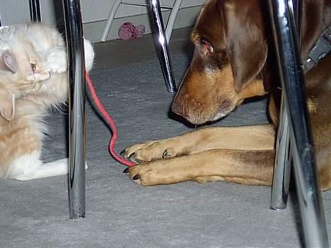 Blanding af racer Monty *død* - Måske kan man dele snor med katten? billede 17