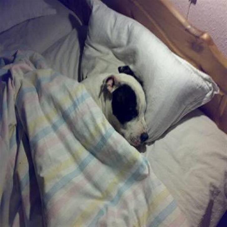 Staffordshire bull terrier TAICO PIRÉZ billede 6