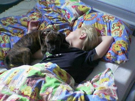 Blanding af racer Mailo  R.I.P. - Mailo og hans gamle ejer Helene billede 13